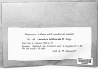 Image of Lecanora argentata